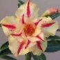 2 PCS Seeds Variegated Adenium Obesum Golden Pink Desert Rose Flowers