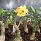 2 PCS Seeds Variegated Adenium Obesum YELLOW GOLD Desert Rose Flowers 2 PCS Seeds Variegated Adenium Obesum YELLOW GOLD Desert Rose Flowers