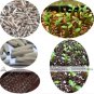 2 PCS Seeds Variegated Adenium Obesum YELLOW GOLD Desert Rose Flowers