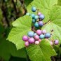 20 PCS Seeds Variegated Porcelain Berry Vine 'Elegans' Vine Plant