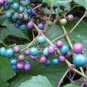 20 PCS Seeds Variegated Porcelain Berry Vine 'Elegans' Vine Plant