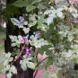 20 PCS Seeds Variegated Porcelain Berry Vine 'Elegans' Vine Plant