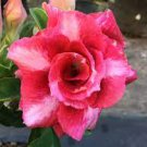 2 PCS Seeds Variegated Adenium Obesum Red Dragon Desert Rose Flowers