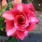 2 PCS Seeds Variegated Adenium Obesum Red Dragon Desert Rose Flowers