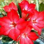 2 PCS Seeds Variegated Adenium Obesum Red Dragon Desert Rose Flowers