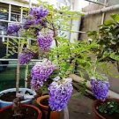 100 PCS Seeds Variety Blue Wisteria Strong Fragrant Flower 100 PCS Seeds Variety Blue Wisteria Strong Fragrant Flower