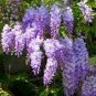 100 PCS Seeds Variety Blue Wisteria Strong Fragrant Flower