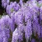 100 PCS Seeds Variety Blue Wisteria Strong Fragrant Flower