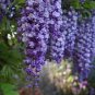 100 PCS Seeds Variety Blue Wisteria Strong Fragrant Flower