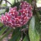 100 PCS Seeds variety complete Hoya carnosa 100 PCS Seeds variety complete Hoya carnosa