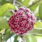 100 PCS Seeds variety complete Hoya carnosa