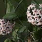 100 PCS Seeds variety complete Hoya carnosa