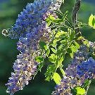 100 PCS Seeds Variety Light Blue Wisteria Climbing Flower 100 PCS Seeds Variety Light Blue Wisteria Climbing Flower
