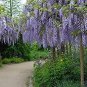 100 PCS Seeds Variety Light Blue Wisteria Climbing Flower