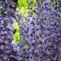 100 PCS Seeds Variety Light Blue Wisteria Climbing Flower