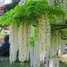 100 PCS Seeds Variety White Wisteria Flower Woody Plant 100 PCS Seeds Variety White Wisteria Flower Woody Plant