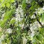 100 PCS Seeds Variety White Wisteria Flower Woody Plant