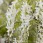 100 PCS Seeds Variety White Wisteria Flower Woody Plant
