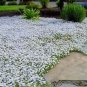 200 PCS Seeds vCreeping Thyme Seeds Rock CRESS Plant