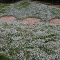 200 PCS Seeds vCreeping Thyme Seeds Rock CRESS Plant