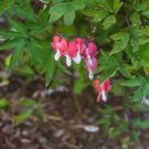 30 PCS Seeds Venus's Car, Beautiful Bleeding Heart, Great Lyre Flower