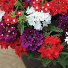 10 PCS Seeds Verbena Flower Flowers Potted Plants Flower bonsais Yi