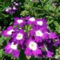 10 PCS Seeds Verbena Flower Flowers Potted Plants Flower bonsais Yi