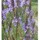 30 PCS Seeds Verbena Hastata Blue Vervain Perennial Flower