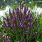 30 PCS Seeds Verbena Hastata Blue Vervain Perennial Flower
