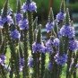 30 PCS Seeds Verbena Hastata Blue Vervain Perennial Flower