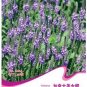 30 PCS Seeds Verbena Hastata Blue Vervain Perennial Flower