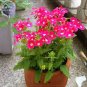 80 PCS Seeds Verbena hybrida Voss Perennial Plant