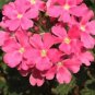 80 PCS Seeds Verbena hybrida Voss Perennial Plant