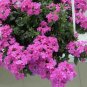80 PCS Seeds Verbena hybrida Voss Perennial Plant