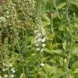 50 PCS Seeds Veronica Spicata 'Noah Williams' White Spiked Speedwell Garden Flower