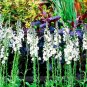 50 PCS Seeds Veronica Spicata 'Noah Williams' White Spiked Speedwell Garden Flower