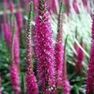 50 PCS Seeds Veronica Spicata 'Red Fox' Montgomeryshire Spiked Speedwell Perennial 50 PCS Seeds Veronica Spicata 'Red Fox' Montgomeryshire Spiked Speedwell Perennial