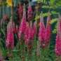 50 PCS Seeds Veronica Spicata 'Red Fox' Montgomeryshire Spiked Speedwell Perennial