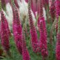 50 PCS Seeds Veronica Spicata 'Red Fox' Montgomeryshire Spiked Speedwell Perennial