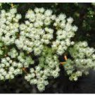 3 PCS Seeds Verticordia eriocephala Seeds White Lambswool Wild Cauliflower Cream White Flowers