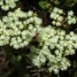 3 PCS Seeds Verticordia eriocephala Seeds White Lambswool Wild Cauliflower Cream White Flowers