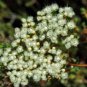 3 PCS Seeds Verticordia eriocephala Seeds White Lambswool Wild Cauliflower Cream White Flowers