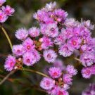 3 PCS Seeds Verticordia halophila Seeds Salt-loving Featherflower Pink Salt-loving Verticordia