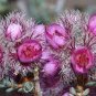 3 PCS Seeds Verticordia halophila Seeds Salt-loving Featherflower Pink Salt-loving Verticordia