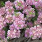 3 PCS Seeds Verticordia halophila Seeds Salt-loving Featherflower Pink Salt-loving Verticordia