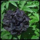 5 PCS Seeds Very Rare Black Subshrubby Peony Flower