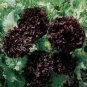 5 PCS Seeds Very Rare Black Subshrubby Peony Flower