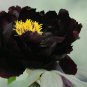 5 PCS Seeds Very Rare Black Subshrubby Peony Flower
