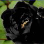 5 PCS Seeds Very Rare Black Subshrubby Peony Flower