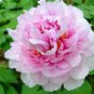 5 PCS Seeds Very Rare 'Fen Zhong Guan' Pink Pretty Perennial Peony Flower